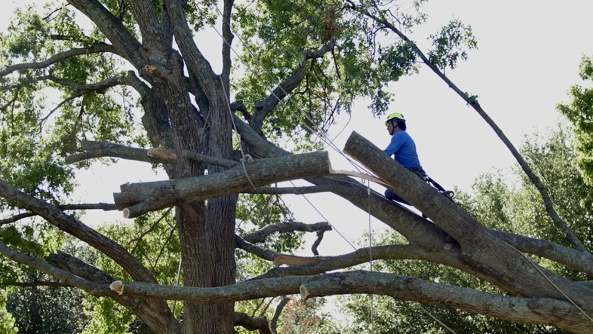 Professional Crown Thinning performed by certified arborists in Dowell